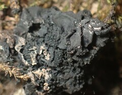 Collema subflaccidum