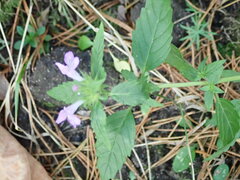 Galeopsis