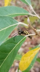Vespula flavopilosa