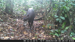 Cephalophus silvicultor