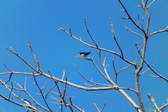Pygochelidon cyanoleuca