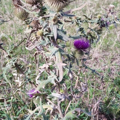 Cirsium ciliatum