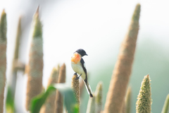 Pericrocotus erythropygius