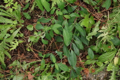 Lonicera periclymenum