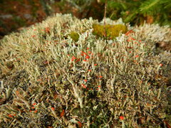 Cladonia floerkeana
