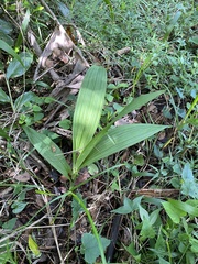Eulophia streptopetala