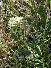 Lepidium draba