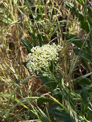 Lepidium draba