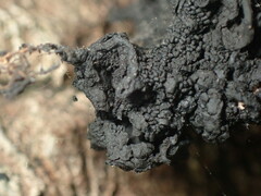 Collema subflaccidum