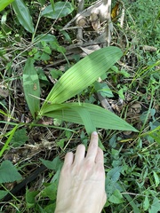 Eulophia streptopetala
