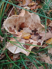 Infundibulicybe geotropa