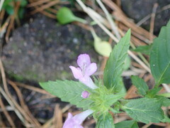Galeopsis