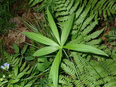 Lilium michiganense