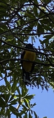 Trogon melanocephalus
