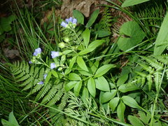 Polemonium reptans