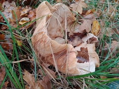 Infundibulicybe geotropa