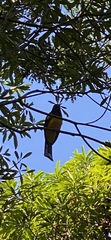 Trogon melanocephalus