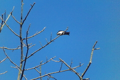 Pygochelidon cyanoleuca