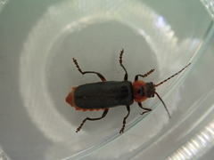 Cantharis rustica