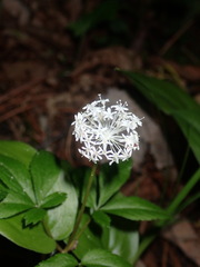 Panax trifolius