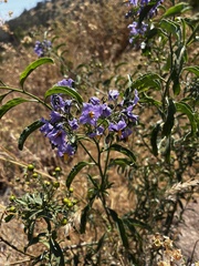 Solanum crispum
