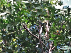 Protorhus longifolia