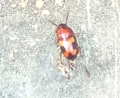 Poecilocrypticus formicophilus