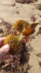 Saccorhiza polyschides