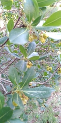 Arbutus unedo