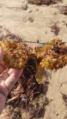 Saccorhiza polyschides