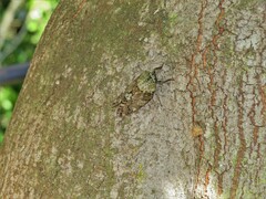 Protorhus longifolia