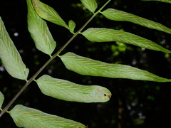 Asplenium juglandifolium