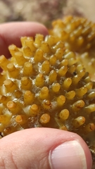 Saccorhiza polyschides