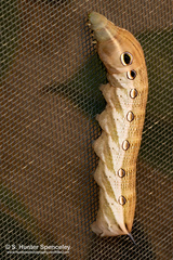 Xylophanes tersa