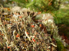 Cladonia floerkeana
