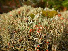 Cladonia floerkeana