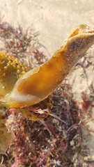 Saccorhiza polyschides