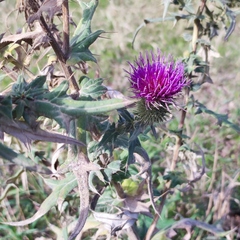 Cirsium ciliatum