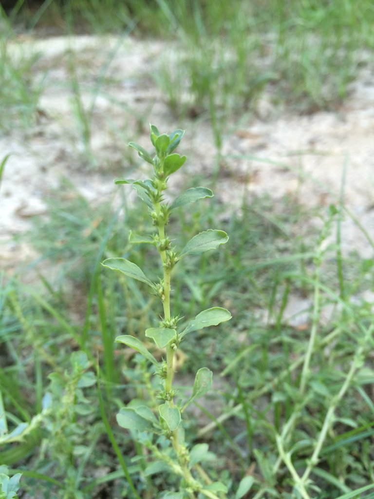 prostrate pigweed on September 22, 2015 at 05:18 PM by Jesse Rorabaugh ...