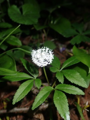 Panax trifolius
