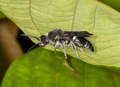 Hoplomutilla
