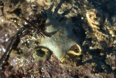 Asterina gibbosa