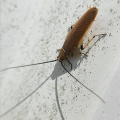 Pseudophyllodromiinae