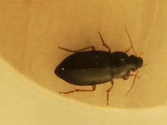 Notiobia