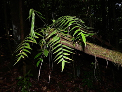 Asplenium juglandifolium