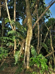 Protorhus longifolia