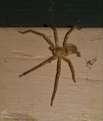 Olios giganteus