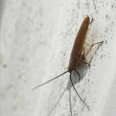 Pseudophyllodromiinae