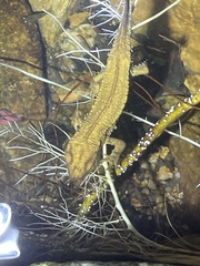 Paramesotriton hongkongensis