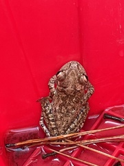 Osteopilus septentrionalis